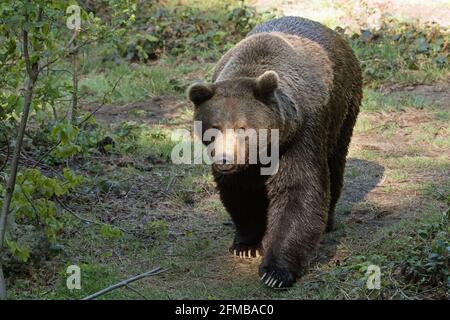 Ours brun avec cerf mort Banque D'Images