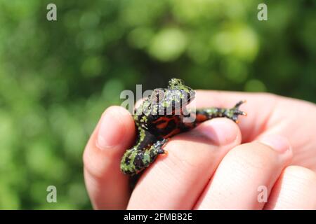 Crapaud asiatique avec ventre de feu dans la main de l'enfant Banque D'Images