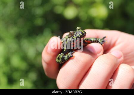 Crapaud asiatique avec ventre de feu dans la main de l'enfant Banque D'Images