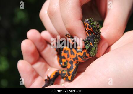 Le crapaud asiatique a été légèrement renversé dans les mains de l'enfant, pour révéler la sous-poitrine orange vif Banque D'Images