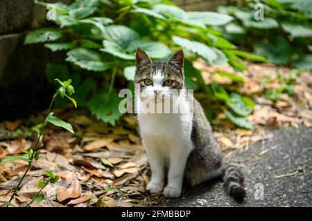 Un chaton rayé noir et blanc, assis sur une route asphaltée, dans le village de l'île de Tashirojima dans la préfecture de Miyagi, au Japon, est un célèbre dest touristique Banque D'Images