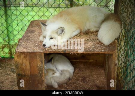 Renard blanc allongé sur une boîte en bois dans la cage, il était endormi et près du sommeil, son visage s'ennuyait. Au village de renards Shiroishi City, Miyagi, Japon Banque D'Images