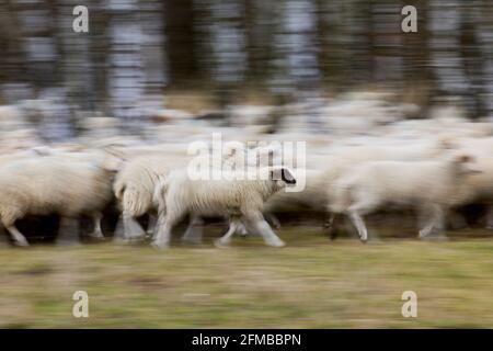 Moutons, troupeau de moutons, exercice Banque D'Images