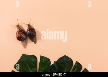 Deux escargots sur un fond beige avec des feuilles vertes. Espace pour écrire Banque D'Images