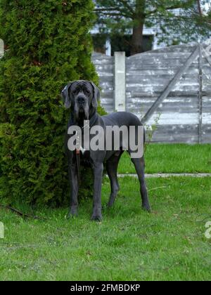 Grand chien de dane bleu dans le jardin Banque D'Images