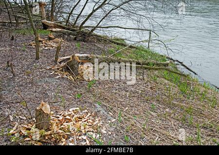 Arbres rongé par des castors sur le bras latéral du Salzach près de Burghausen Banque D'Images