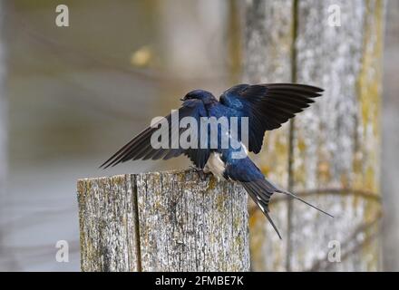 Potsdam, Allemagne. 05e mai 2021. Une grange à hirondelles (Hirundo rustica) se trouve sur une cheville en bois près du stade d'atterrissage de Cecilienhof, sur la rive de la Jungfernsee. Credit: Soeren Stache/dpaZentralbild/ZB/dpa/Alay Live News Banque D'Images