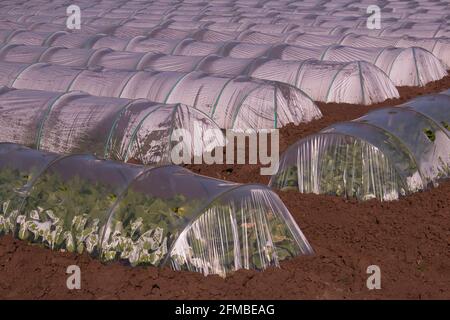 Légumes verts à feuilles poussant dans des tunnels à plis en plastique Banque D'Images