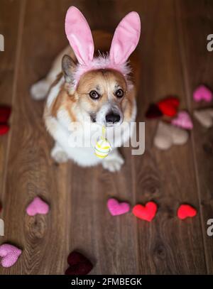 -portrait de vacances chien chiot corgi dans les oreilles de lapin rose avec Un œuf peint de Pâques Banque D'Images