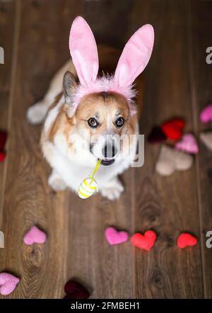 portrait chien chiot corgi dans les oreilles de lapin rose avec un Pâques peint l'oeuf dans ses dents Banque D'Images