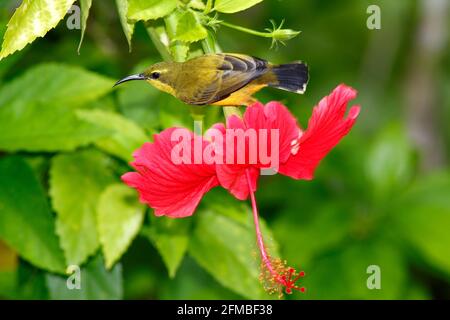 Femelle Sunbird à dos olive, Cinnyris jugularis sur une fleur d'hibiscus rose Banque D'Images