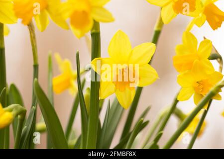 Mini-jonquilles jaunes, arrière-plan doux et naturel Banque D'Images