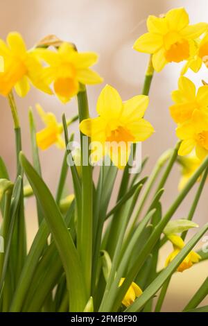 Bouquet de petits jonquilles, gros plan, arrière-plan doux et naturel Banque D'Images