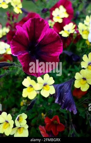 fleurs colorées du jardin, pétunia Banque D'Images