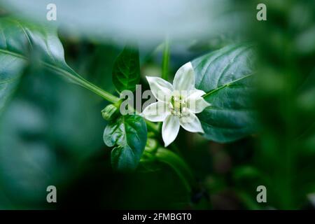 Plantes de jardin et croissance Banque D'Images