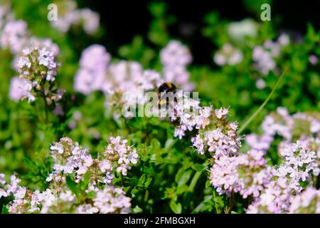 Bumblebee sur un jardin de thym fleuri Banque D'Images