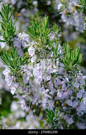 Le romarin en fleurs Banque D'Images