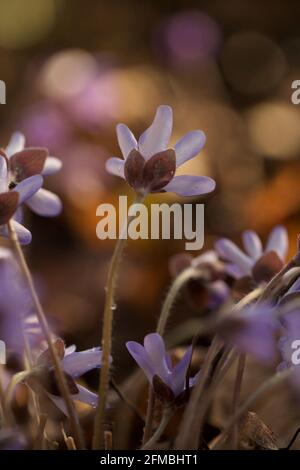 Anemone hepatica, (Hepatica nobilis), fond de bokeh, Finlande Banque D'Images