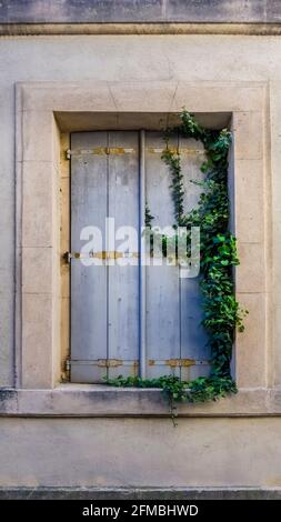 Fenêtre avec ivy à Névian au printemps. Plante médicinale de l'année 2010. Banque D'Images