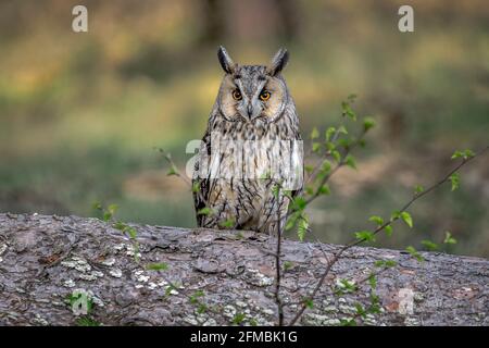 Un portrait d'un hibou à longues oreilles, asio otus, également connu sous le nom de hibou à longues oreilles du nord, le hibou à petites cornes ou hibou de chat comme il est perché dans un arbre ca Banque D'Images