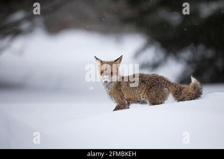 Rotfuchs,Vulpes vulpes, renard roux Banque D'Images