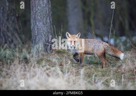 Rotfuchs,Vulpes vulpes, renard roux Banque D'Images