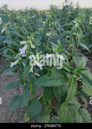 Ferme de graines de sésame, cultures de Sesamum en culture dans les terres agricoles vertes, till, fleurs, culture de la plante de Sesame. Banque D'Images