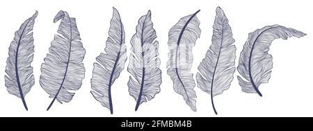 Collection de feuilles de banane de style linéaire. Ensemble de contours minimalistes tendance de feuilles de palmier tropicales. Les illustrations vectorielles des plantes exotiques isolent les feuilles Illustration de Vecteur