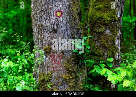 Chemin de randonnée de forêt rouge et jaune sur le panneau de marquage un arbre Banque D'Images