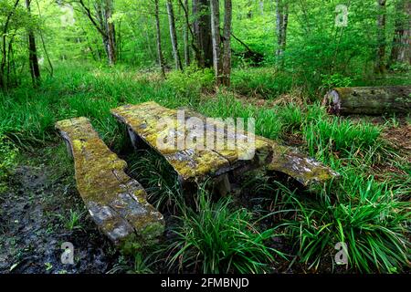 Place dans la forêt pour se détendre, table et banc en forêt, banc en bois recouverts de mousse Banque D'Images