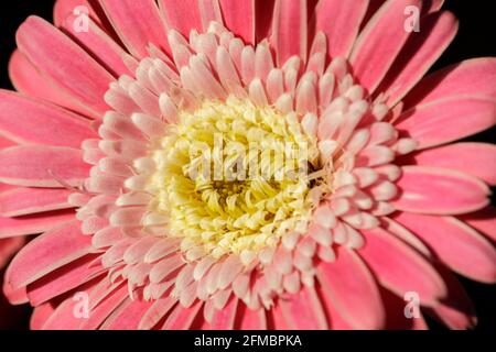 Gerbera Garvinia Sweet surprise à Bloom en Californie du Nord Banque D'Images