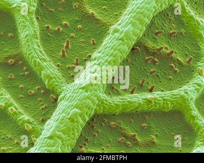 Feuille de nasturtium, SEM Banque D'Images