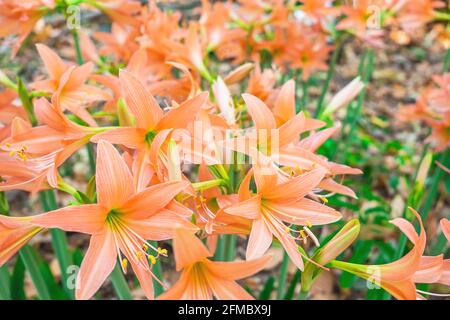 Arrière-plan Amaryllis fleurs nature belle Banque D'Images