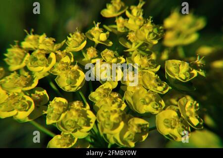 Zinsen-Wolfsmilch (Euphorbia cyparissias) auf einer Wiese im Naturschutzgebiet Hullerbusch (Feldberger Seenlandschaft) Banque D'Images