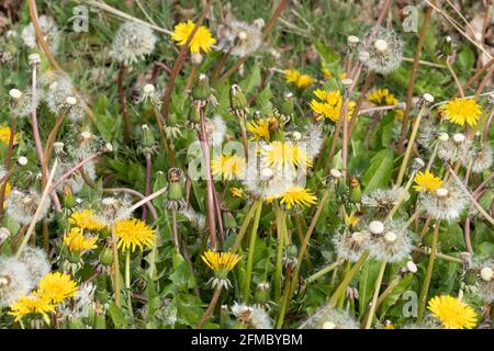 Fleurs de pissenlits et têtes de graines (horloges de pissenlits), mauvaises herbes du Royaume-Uni, fleurs sauvages Banque D'Images