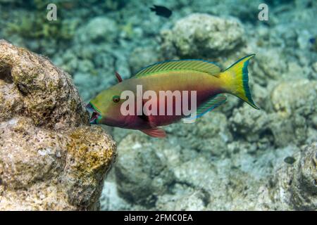 Parrotfish à tête de mouton; Chloruru strongylocephalus; Femme; Corail mangeant; Maldives Banque D'Images