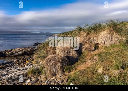 Tussac herbe; Poa flabellata; carcasse île; Falklands Banque D'Images