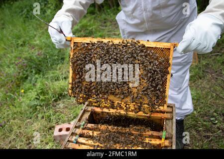 Les cadres de couvain d'une ruche d'abeille sont enlevés pour inspection montrant les abeilles travailleuses qui tendent les cellules. Banque D'Images