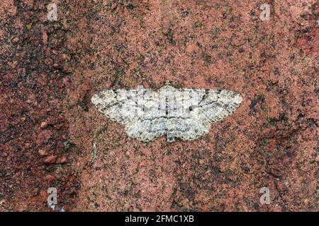 Willow Beauty Moth ; Peribatodes rhomboidaria ; Royaume-Uni Banque D'Images