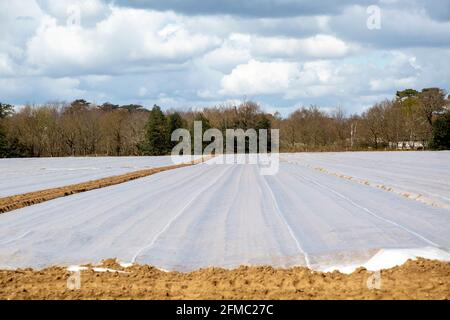 Champ de couverture de la pomme de terre protection précoce contre le gel, Shottisham, Suffolk, Angleterre, Royaume-Uni Banque D'Images