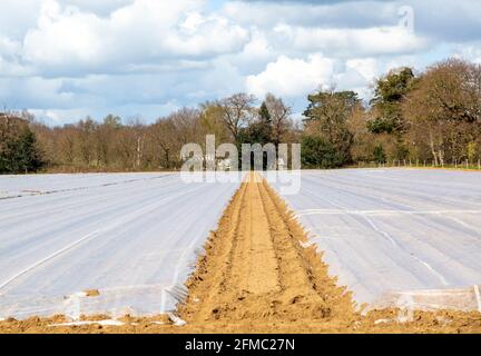 Champ de couverture de la pomme de terre protection précoce contre le gel, Shottisham, Suffolk, Angleterre, Royaume-Uni Banque D'Images