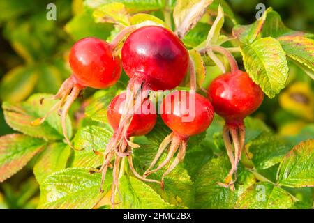 Fruits de la rose de chien (Rosa canina) en Ecosse. Banque D'Images