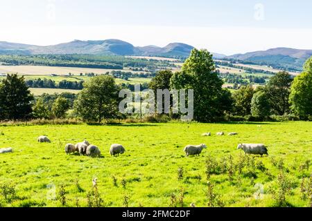 Paysage dans les Highlands d'Écosse, avec des pasteurs de moutons sur un pré. Banque D'Images