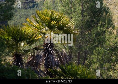 Le palmier nain, Chamaerops humilis, avec des feuilles en plein soleil, devant des pins, sur l'île des Baléares de Majorque Banque D'Images