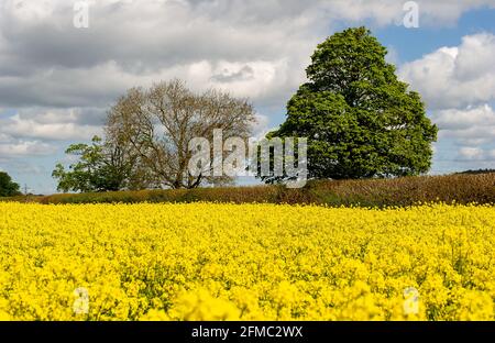 Wendover, Buckinghamshire, Royaume-Uni. 7 mai 2021. Soleil chaud et ciel bleu sur les champs de fleurs de colza jaune dans les Chilterns qui est une région de beauté naturelle exceptionnelle. Les récentes précipitations ont été très nécessaires sur les terres agricoles. Crédit : Maureen McLean/Alay Banque D'Images