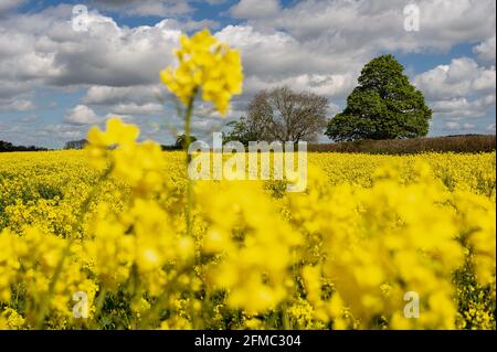 Wendover, Buckinghamshire, Royaume-Uni. 7 mai 2021. Soleil chaud et ciel bleu sur les champs de fleurs de colza jaune dans les Chilterns qui est une région de beauté naturelle exceptionnelle. Les récentes précipitations ont été très nécessaires sur les terres agricoles. Crédit : Maureen McLean/Alay Banque D'Images