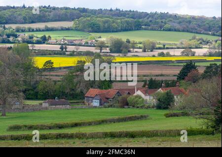 Wendover, Buckinghamshire, Royaume-Uni. 7 mai 2021. Soleil chaud et ciel bleu sur les champs de fleurs de colza jaune dans les Chilterns qui est une région de beauté naturelle exceptionnelle. Les récentes précipitations ont été très nécessaires sur les terres agricoles. Crédit : Maureen McLean/Alay Banque D'Images