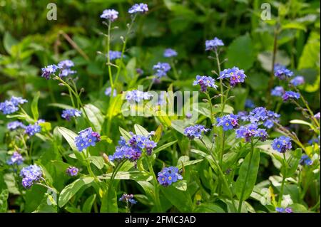 Wendover, Buckinghamshire, Royaume-Uni. 7 mai 2021. Sauvage Forget Me pas fleurs dans un ancien bois dans les Chilterns qui est une zone de beauté naturelle exceptionnelle. Crédit : Maureen McLean/Alay Banque D'Images