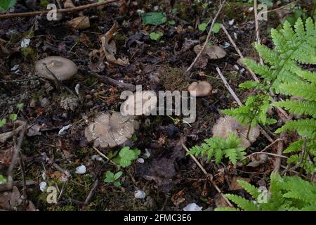 Le Bouclier Pinkgill (Entoloma clypeatum) est un champignon comestible , une photo entrépirante Banque D'Images