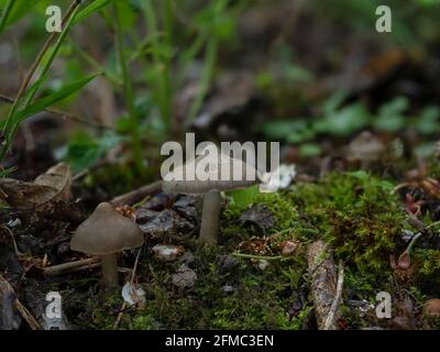Le Bouclier Pinkgill (Entoloma clypeatum) est un champignon comestible , une photo entrépirante Banque D'Images